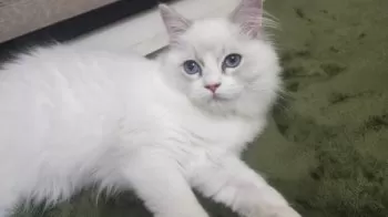 SK 様のお迎えした子猫