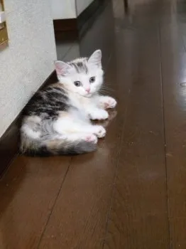 こはる 様のお迎えした子猫