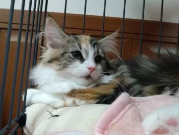 にゃう 様のお迎えした子猫