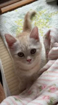 みるく 様のお迎えした子猫