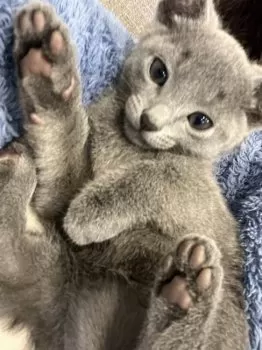 けーえー 様のお迎えした子猫