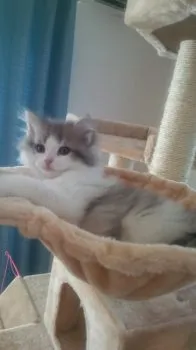 バル 様のお迎えした子猫