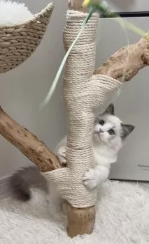 K.A 様のお迎えした子猫
