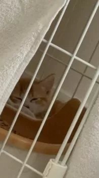 H.N 様のお迎えした子猫