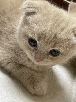 MISA 様のお迎えした子猫