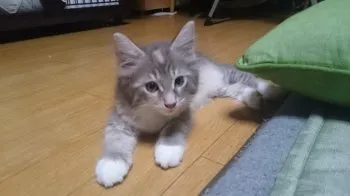 芝徒然 様のお迎えした子猫