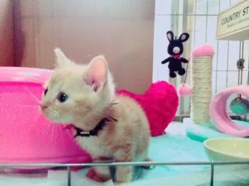 ピン子 様のお迎えした子猫