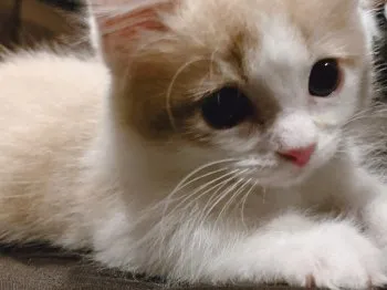 ゆゆ 様のお迎えした子猫