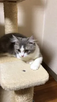 トムにゃん 様のお迎えした子猫