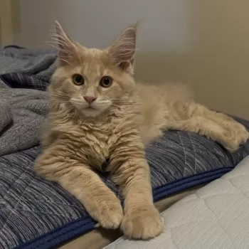 Mayちゃん 様のお迎えした子猫