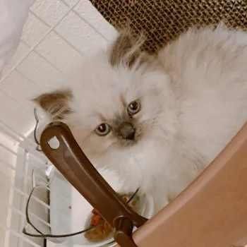 F 様のお迎えした子猫