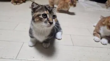 HANA 様のお迎えした子猫