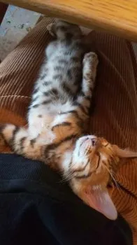 さく 様のお迎えした子猫