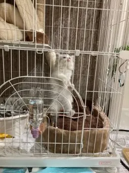 ハム 様のお迎えした子猫