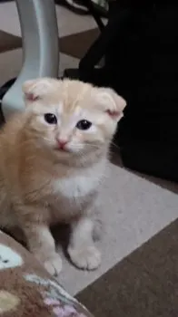 ぺん 様のお迎えした子猫