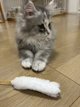 M.O 様のお迎えした子猫