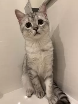 N.F 様のお迎えした子猫