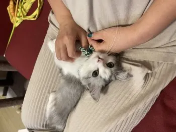 N.K 様のお迎えした子猫