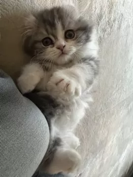 Y.S 様のお迎えした子猫