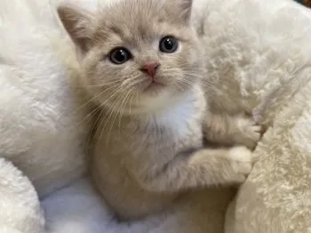 タカノ 様のお迎えした子猫