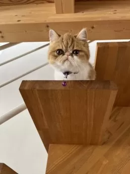 A.S 様のお迎えした子猫