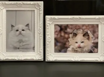 SHIA 様のお迎えした子猫