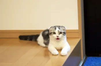 クレオ 様のお迎えした子猫