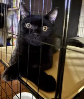H.A 様のお迎えした子猫