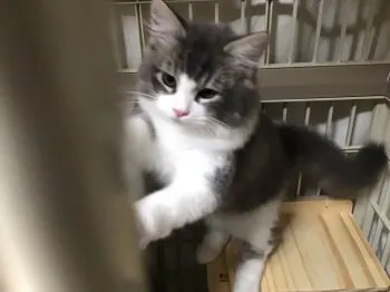 M.Ｉ 様のお迎えした子猫