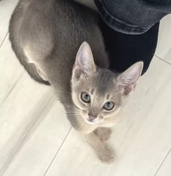 まゆ 様のお迎えした子猫