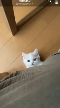 yuna 様のお迎えした子猫