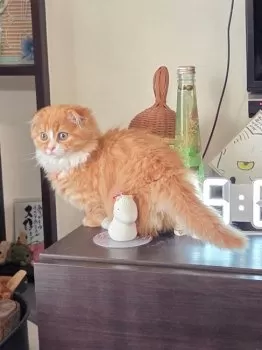 M.T 様のお迎えした子猫