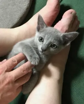 R.N 様のお迎えした子猫