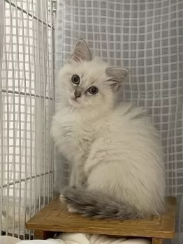 みかん 様のお迎えした子猫