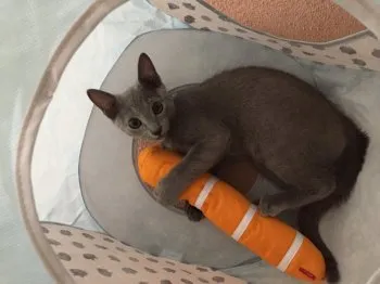 ホワイト 様のお迎えした子猫