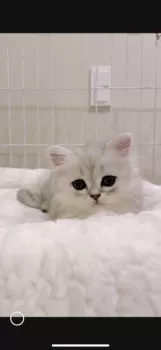 S.N 様のお迎えした子猫