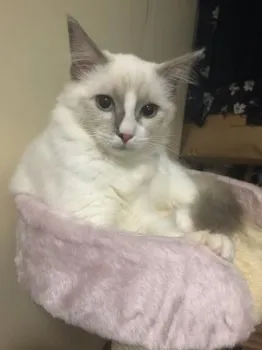 りあ 様のお迎えした子猫