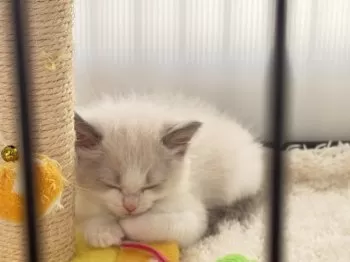 T.S 様のお迎えした子猫