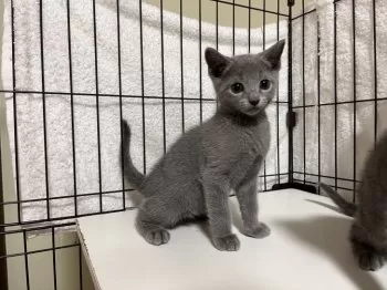 ヒロ 様のお迎えした子猫