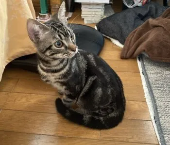 こた 様のお迎えした子猫