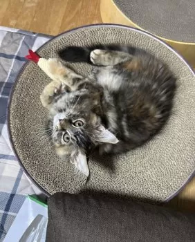 Y.Y 様のお迎えした子猫