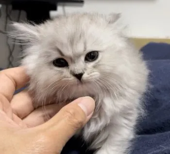 RU375 様のお迎えした子猫