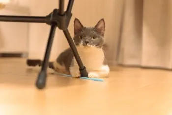 hirata 様のお迎えした子猫