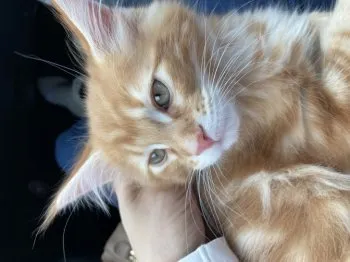 サスケ 様のお迎えした子猫