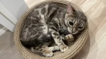 S.O 様のお迎えした子猫