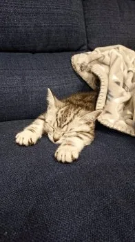 みゆみゆ 様のお迎えした子猫