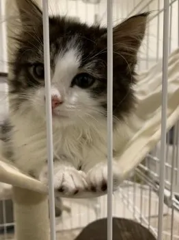 tantris 様のお迎えした子猫