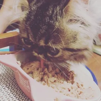 あっけ 様のお迎えした子猫