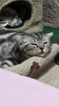 あずき 様のお迎えした子猫