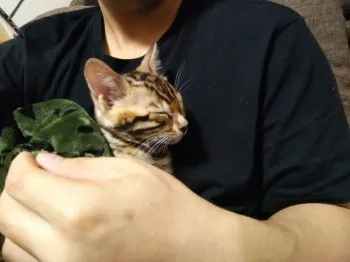 コウキ 様のお迎えした子猫